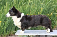 Étalon Welsh Corgi Cardigan - CH. coedwig's Something sweet