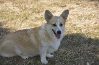 Étalon Welsh Corgi Pembroke - Nymphe de Paline