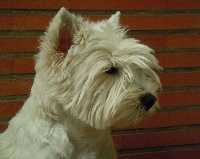 Étalon West Highland White Terrier - Ckryssie's Gone with the wind