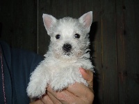 Étalon West Highland White Terrier - Intrepid lady de Willycott