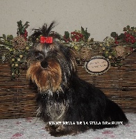 Étalon Yorkshire Terrier - Nikky bella De La Villa Des Houx