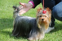 Étalon Yorkshire Terrier - Miss dior de L'Elpazeor