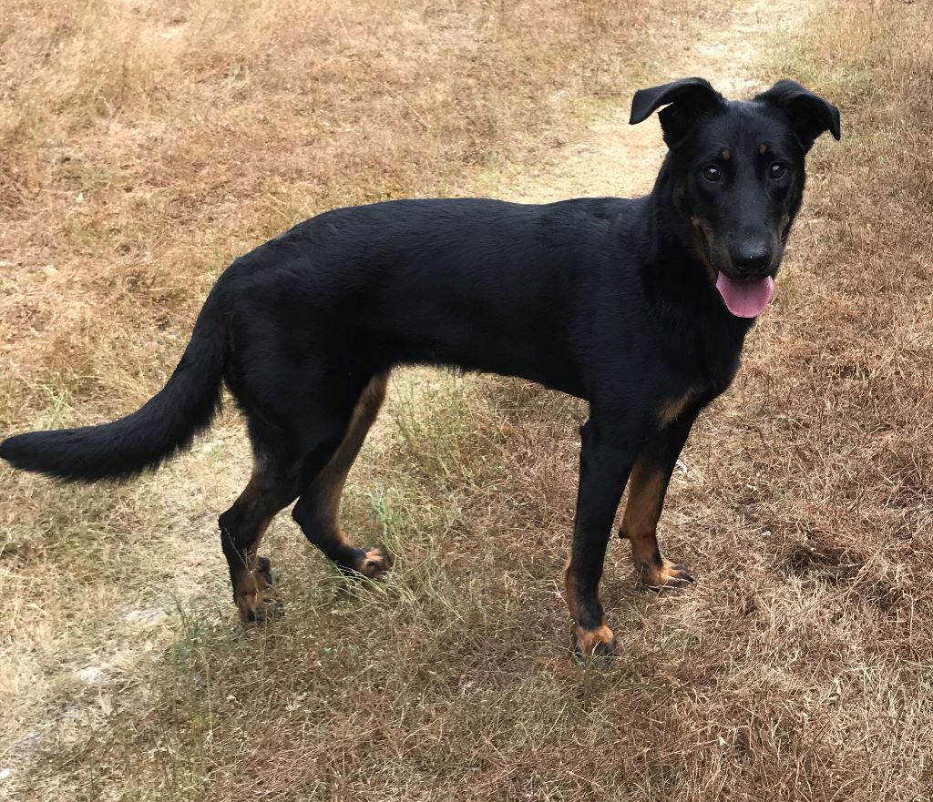 Chien Elevage Des Ergots Dallegria Eleveur De Chiens