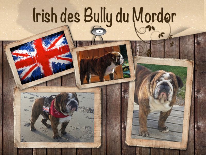 Irish Des Bully Du Mordor