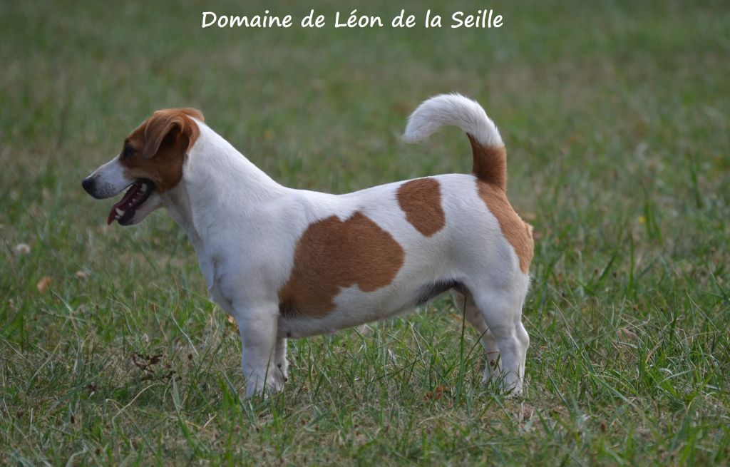 Publication : du Domaine De Léon De La Seille  Auteur : Elevage du Domaine de Léon de la