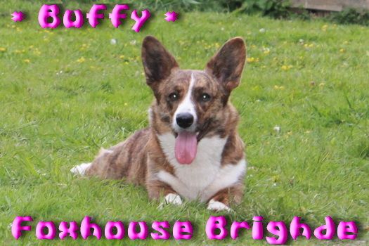 foxhouse Brighde (dite buffy)
