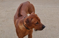 Étalon Rhodesian Ridgeback - Maestro du Royaume de l'Espina