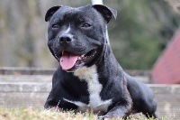 Étalon Staffordshire Bull Terrier - Marley blackbull diamonds