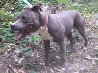 Étalon American Staffordshire Terrier - G'capone De Typical Gold