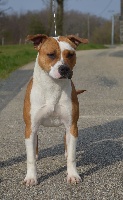 Étalon American Staffordshire Terrier - Lovely girl Du Domaine De Roujus