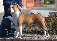 Étalon American Staffordshire Terrier - CH. Quinceville's crystal of inferno staff