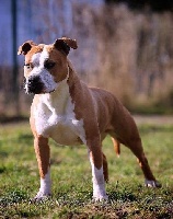 Étalon American Staffordshire Terrier - Missy bonnie Of Iss Arena