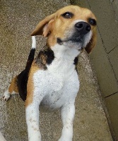 Étalon Beagle - Masha du Bois de Doly