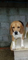 Étalon Beagle - CH. Jobi des coteaux du cabardès