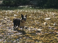 Étalon Boston Terrier - Magik Des Chiens De Nissa La Bella