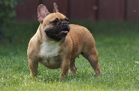 Étalon Bouledogue français - Niki Du Jardin Des Guess