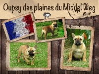 Étalon Bouledogue français - Oupsy des Plaines du Middel Weg