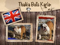 Étalon Bulldog Anglais - Thalea Bulls Karla