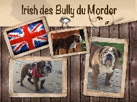 Étalon Bulldog Anglais - Irish Des Bully Du Mordor