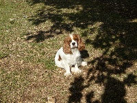 Étalon Cavalier King Charles Spaniel - Myrtille De sandie landes