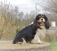 Étalon Cavalier King Charles Spaniel - Jumper de l'Angelarde