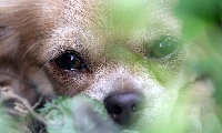 Étalon Chihuahua - Lou Crozia Maelis dit melisse