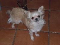 Étalon Chihuahua - Joyce (Sans Affixe)