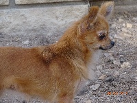 Étalon Chihuahua - Milles et une nuits Du Domaine De Copenhoode