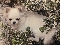 Étalon Chihuahua - Jayana des Mini Elidyle