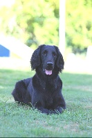 Étalon Flat Coated Retriever - Jusant Du marais de la sangsurière