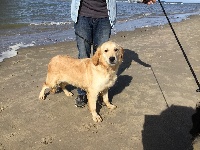 Étalon Golden Retriever - Mia Du Domaine De Mafleurio