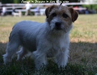 Étalon Jack Russell Terrier - No olvides delphi du Domaine De Léon De La Seille