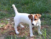 Étalon Jack Russell Terrier - News one De la plaine des oliviers