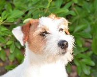 Étalon Jack Russell Terrier - Orion Des Monts D'occitanie