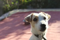Étalon Jack Russell Terrier - Miss noisette de l'antre des jacks
