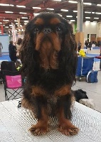 Étalon King Charles Spaniel - CH. Maïya des trois maillets
