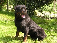 Étalon Rottweiler - Frim dit tarzan des Molosses au Grand Coeur