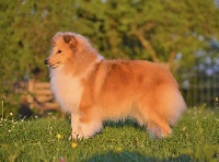 Étalon Shetland Sheepdog - Blue witch Made in france