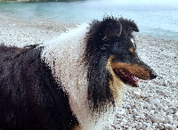 Étalon Shetland Sheepdog - Nox le noir De chiroulet