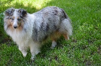 Étalon Shetland Sheepdog - La belle Des Doudous De La Grave