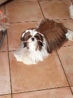 Étalon Shih Tzu - Madysson des Alpilles en Provence