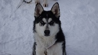Étalon Siberian Husky - Norway des rêves de l'hiver blanc