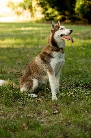 Étalon Siberian Husky - Malys dit mush'rooms de la grande vallée blanche