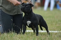 Étalon Staffordshire Bull Terrier - Bluedogcity Lady tarquin