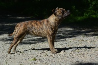 Étalon Staffordshire Bull Terrier - Staffelsass Meita
