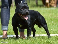 Étalon Staffordshire Bull Terrier - Laiki un amour de molosse