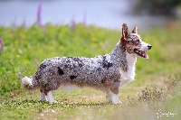 Étalon Welsh Corgi Cardigan - major point Rock a billy