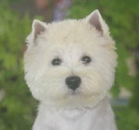 Étalon West Highland White Terrier - bahia de txingudi Desperado
