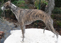 Étalon Whippet - May mallory des Carmauries