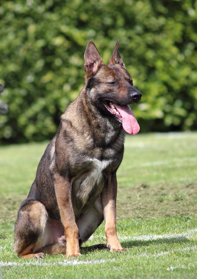 Monsherry de la vallée du grand loup chien de race toutes races en tous